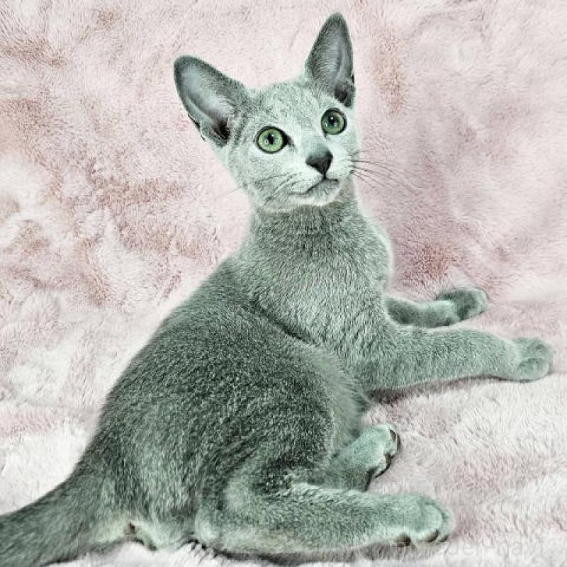 販売中の東京都のロシアンブルー-135355の6枚目