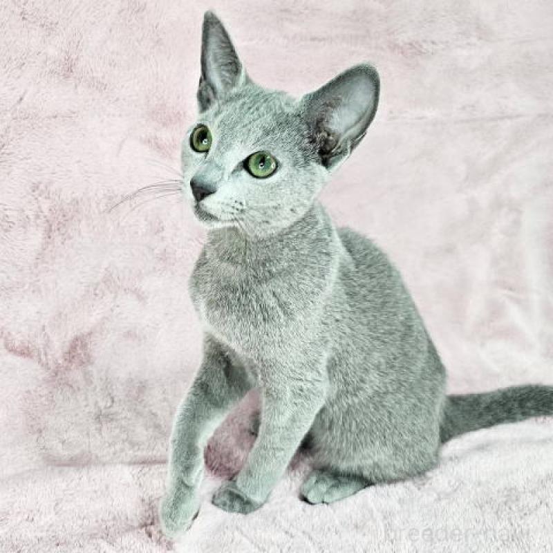 販売中の東京都のロシアンブルー-135355の4枚目