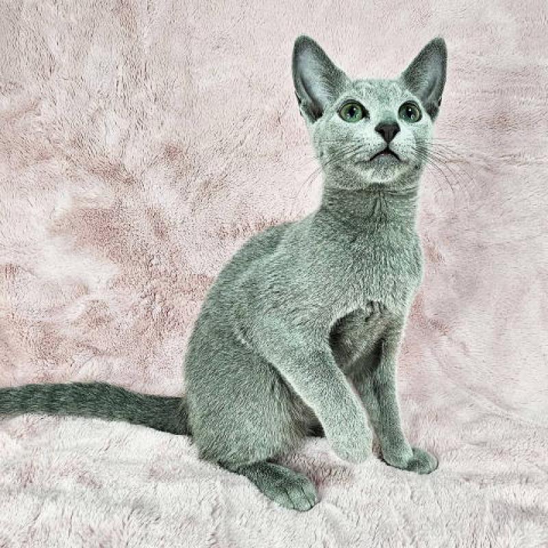 販売中の東京都のロシアンブルー-135355の5枚目