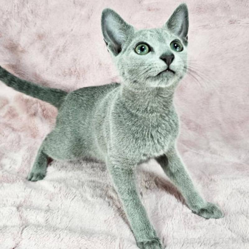 販売中の東京都のロシアンブルー-135355の3枚目