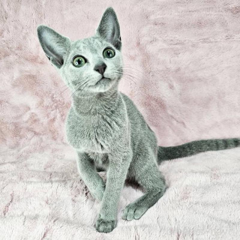 販売中の東京都のロシアンブルー-135355の2枚目