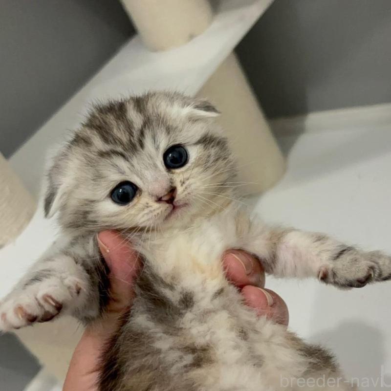 販売中の福岡県のマンチカン-135356の4枚目