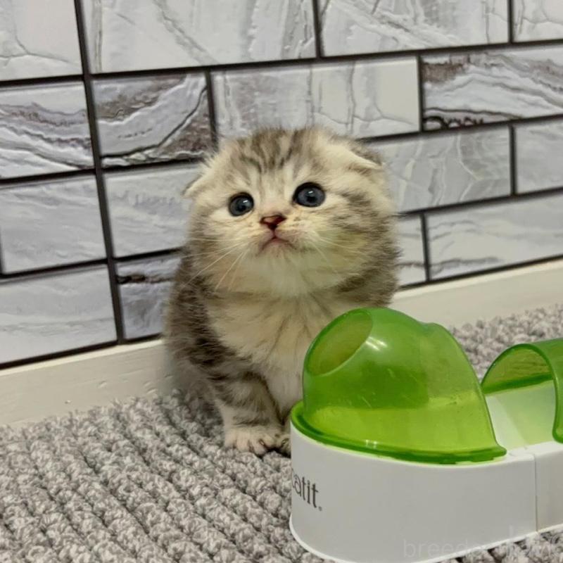 販売中の福岡県のマンチカン-135356の3枚目