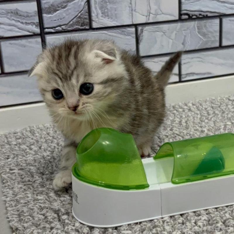 販売中の福岡県のマンチカン-135356の2枚目