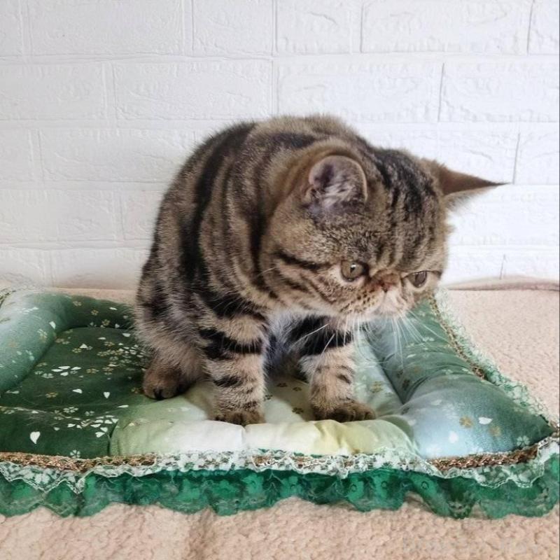 販売中の岡山県のエキゾチックショートヘア-135357の6枚目