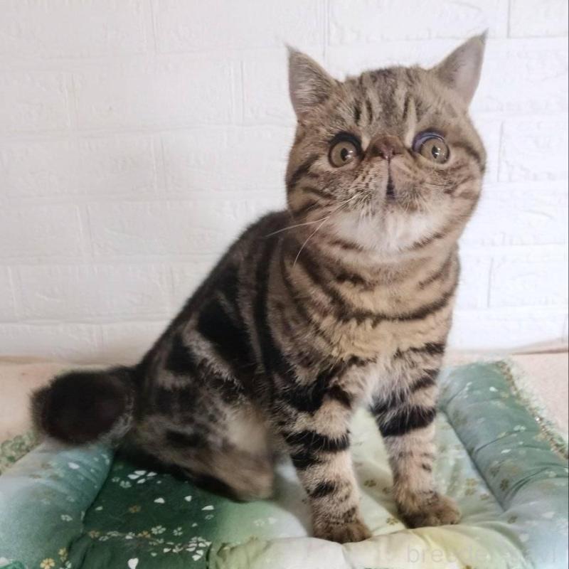 販売中の岡山県のエキゾチックショートヘア-135357の4枚目