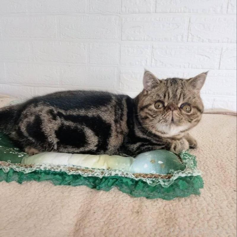 販売中の岡山県のエキゾチックショートヘア-135357の3枚目