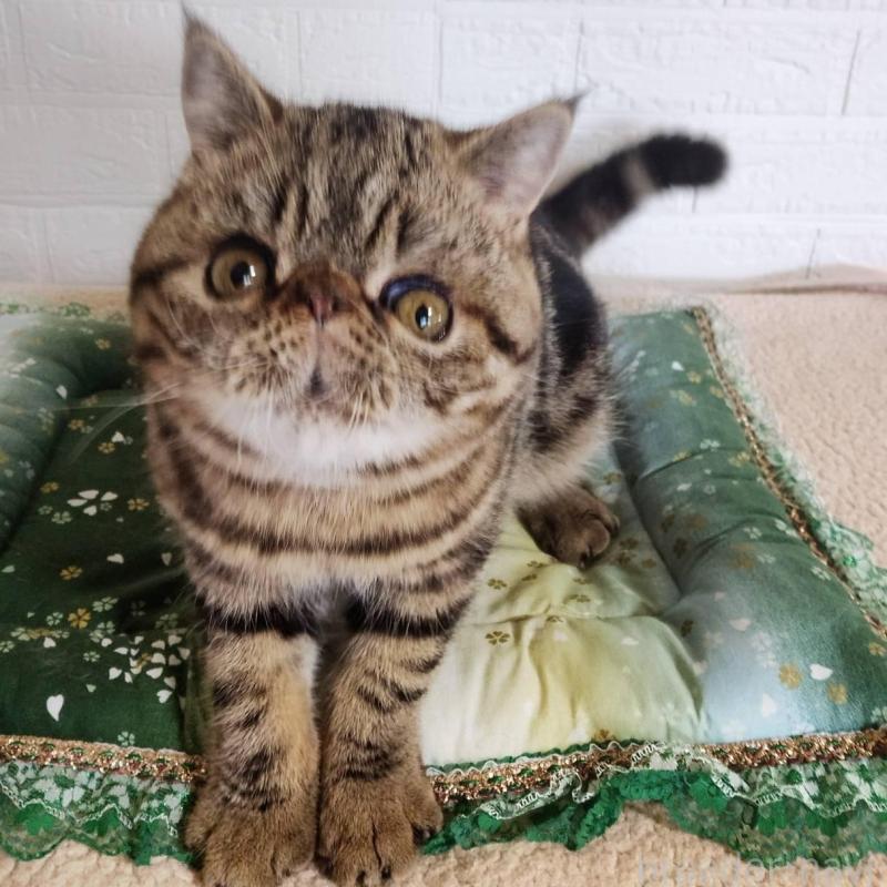 販売中の岡山県のエキゾチックショートヘア-135357の2枚目