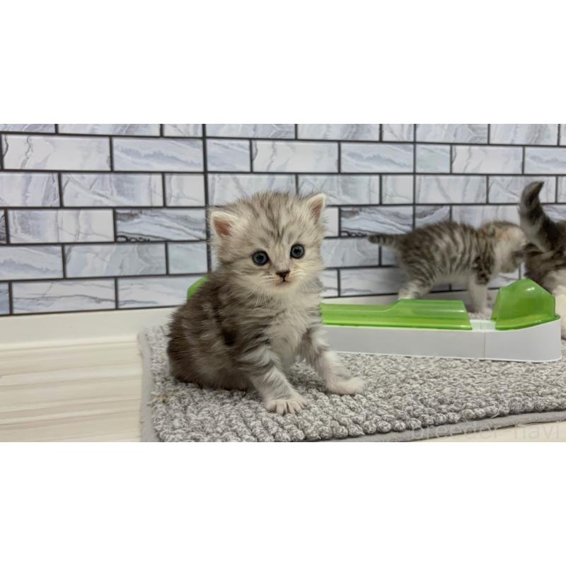 販売中の福岡県のマンチカン-135358の6枚目