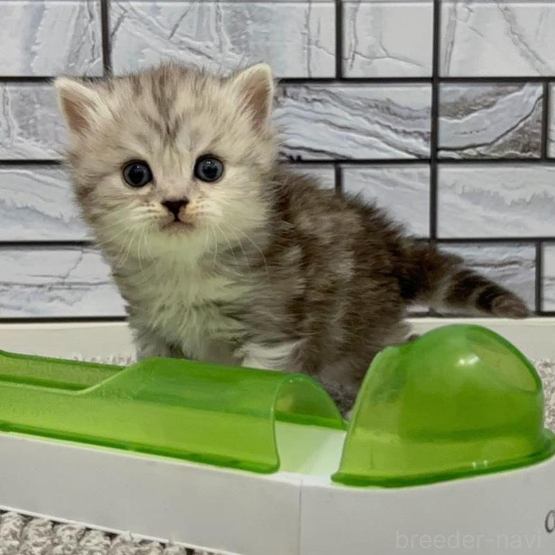 販売中の福岡県のマンチカン-135358