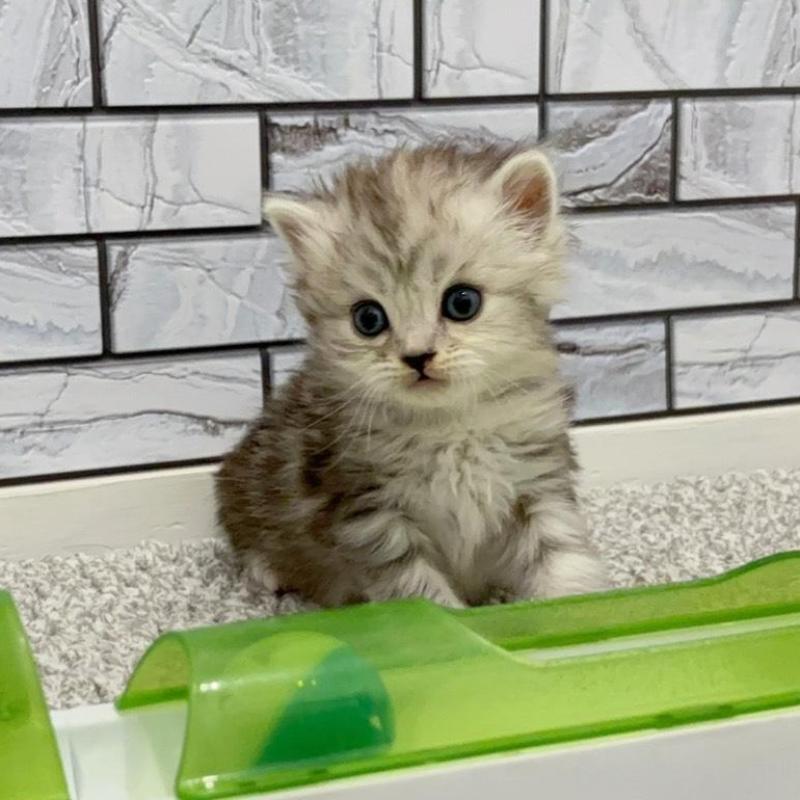 販売中の福岡県のマンチカン-135358の5枚目