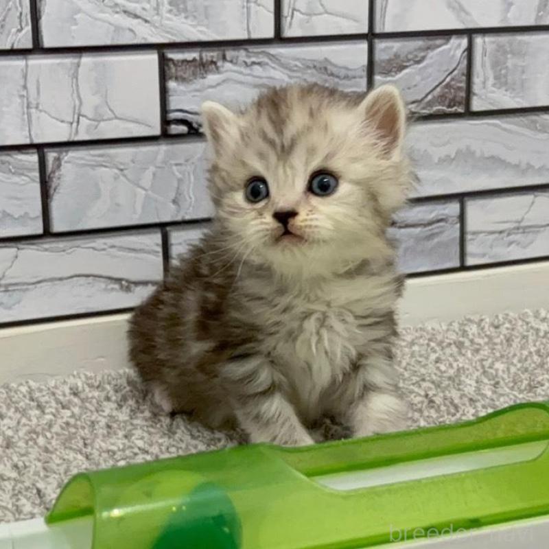 販売中の福岡県のマンチカン-135358の4枚目