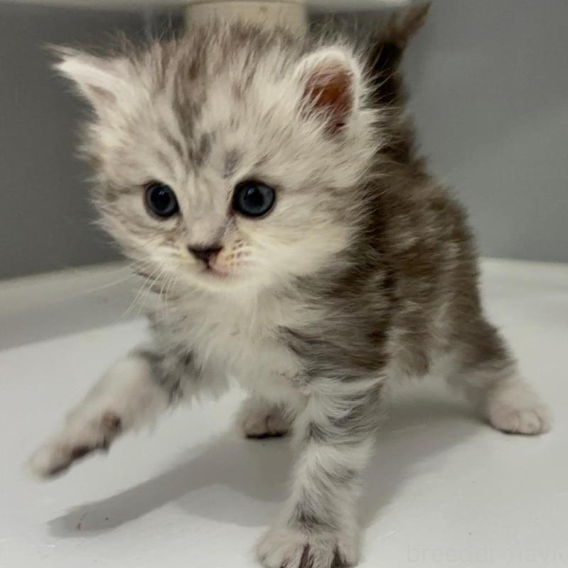 販売中の福岡県のマンチカン-135358の3枚目