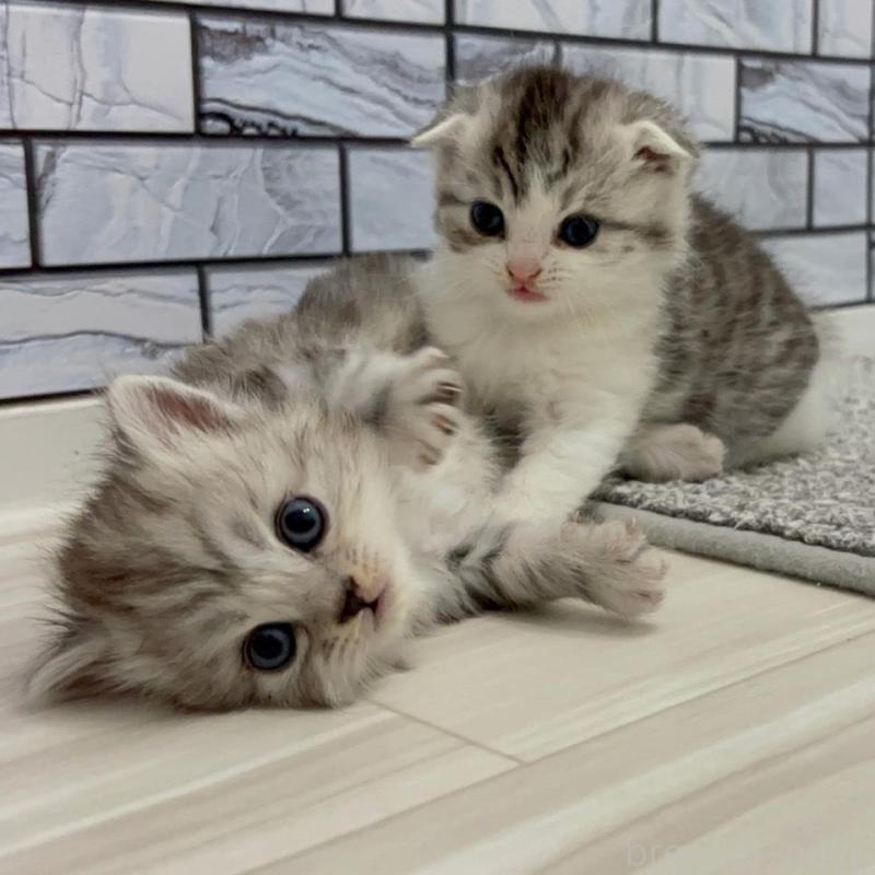 販売中の福岡県のマンチカン-135358の2枚目