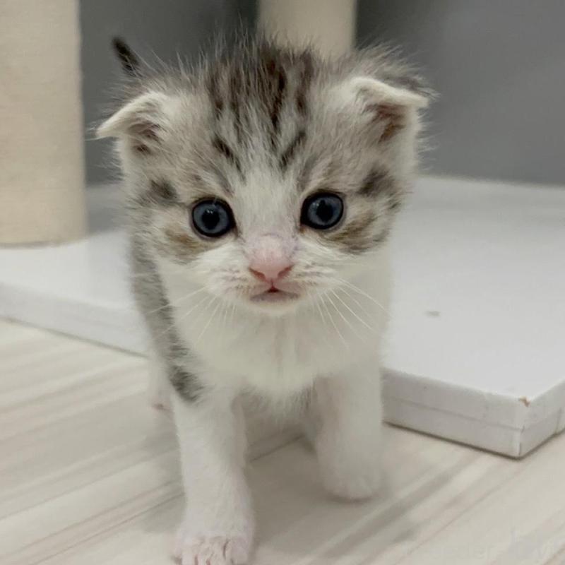 販売中の福岡県のマンチカン-135359の5枚目