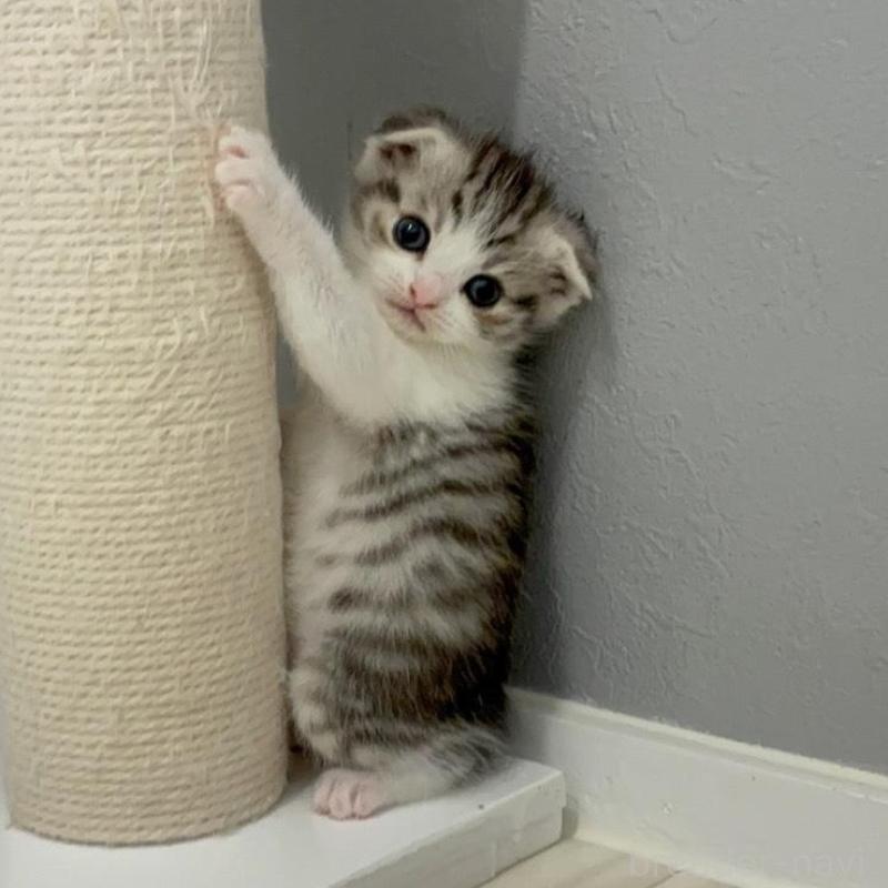 販売中の福岡県のマンチカン-135359の4枚目