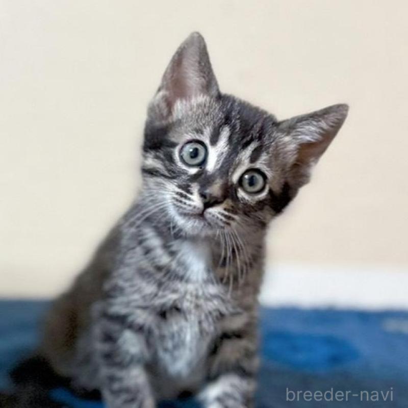 販売中の石川県のミックス-135360の1枚目