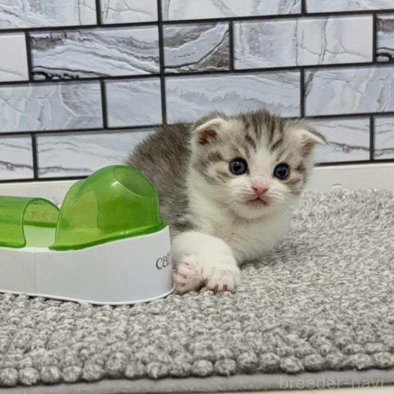 販売中の福岡県のマンチカン-135359の3枚目