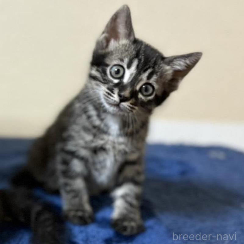 販売中の石川県のミックス-135360の8枚目