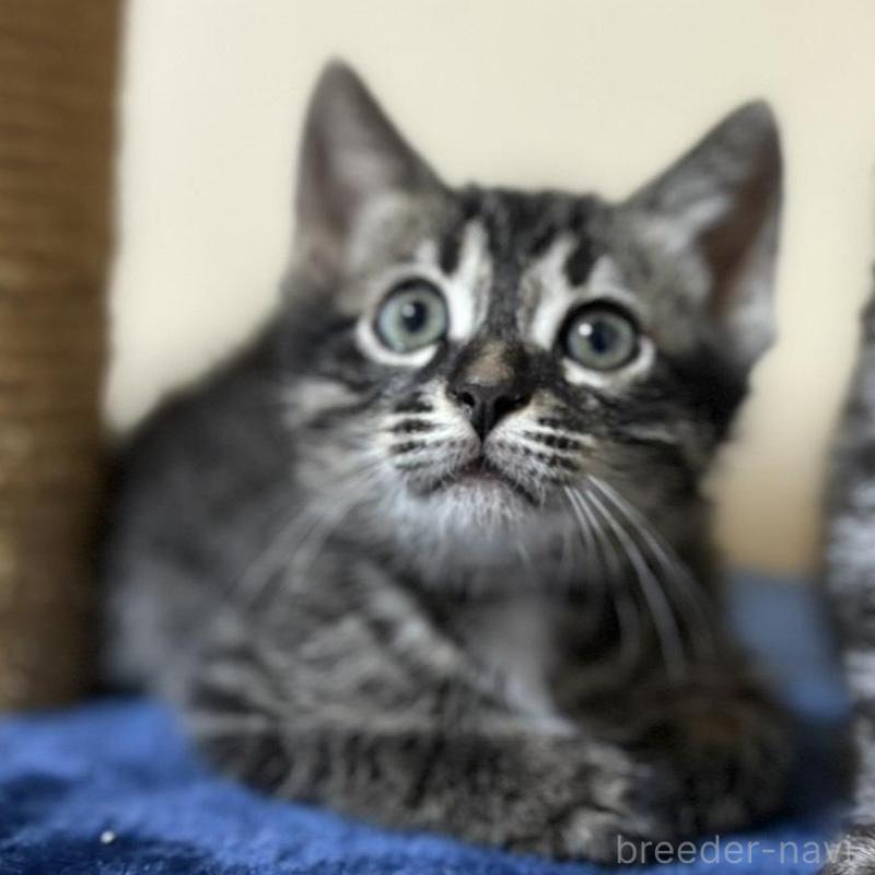 販売中の石川県のミックス-135360の6枚目