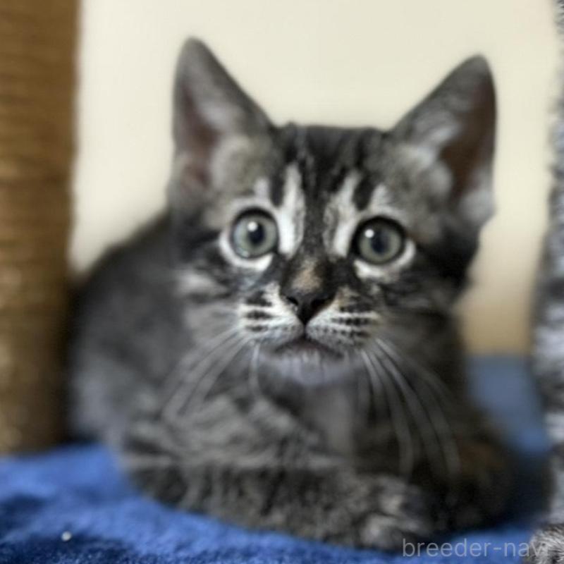 販売中の石川県のミックス-135360の5枚目