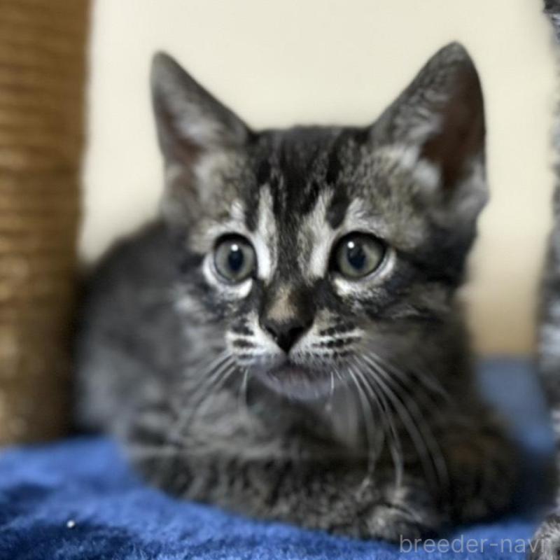 販売中の石川県のミックス-135360の4枚目