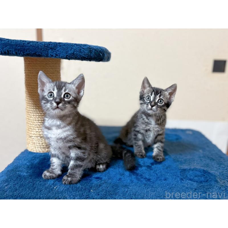 販売中の石川県のミックス-135360の2枚目