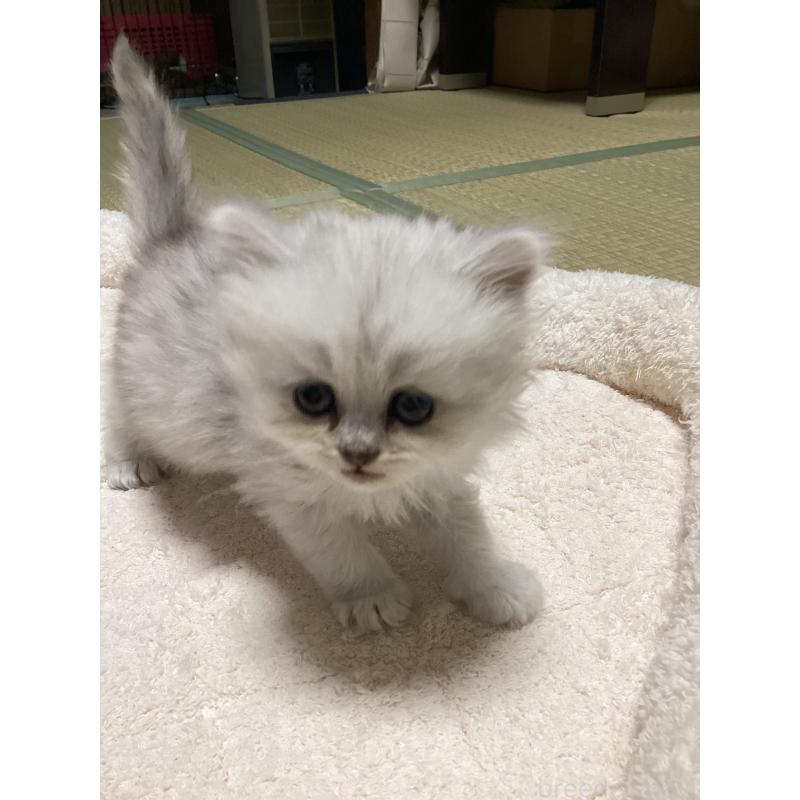 販売中の宮城県のペルシャ(チンチラ)-135361の8枚目
