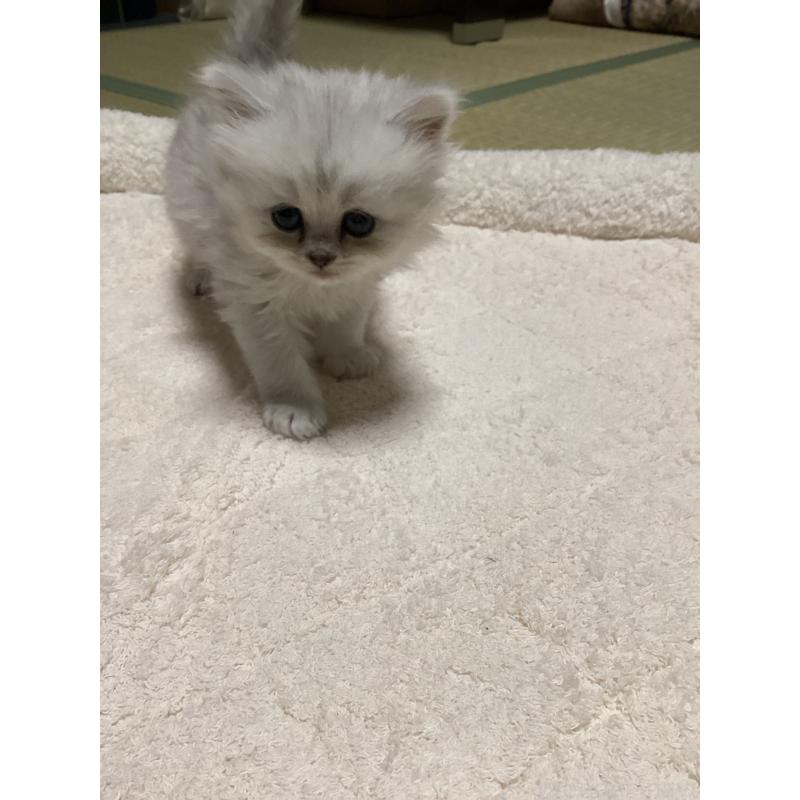 販売中の宮城県のペルシャ(チンチラ)-135361の6枚目