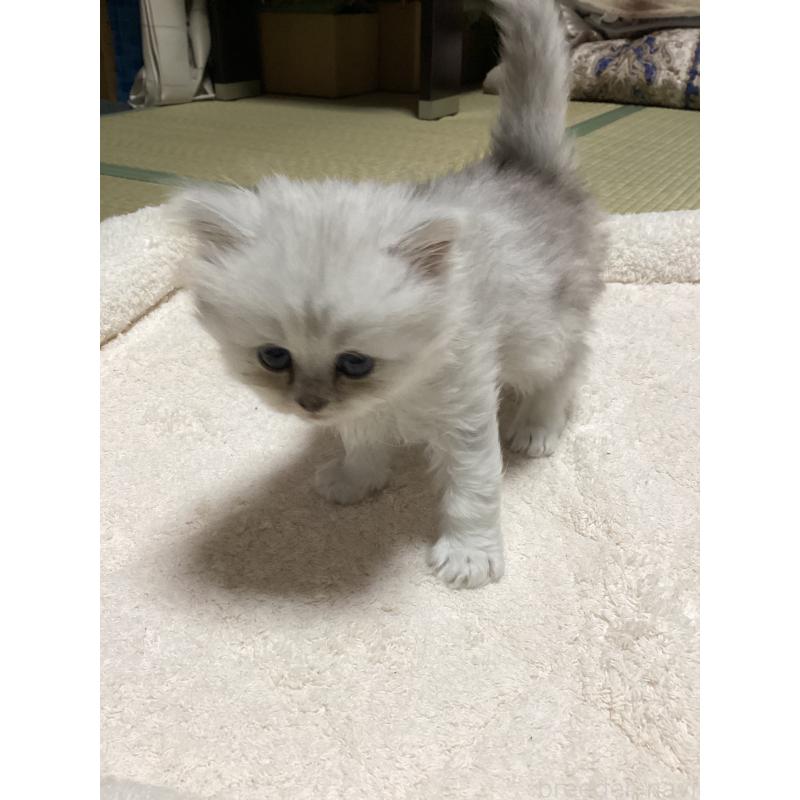 販売中の宮城県のペルシャ(チンチラ)-135361の5枚目