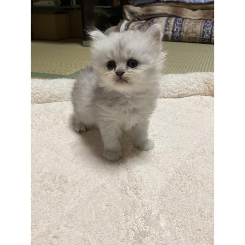 販売中の宮城県のペルシャ(チンチラ)-135361の4枚目