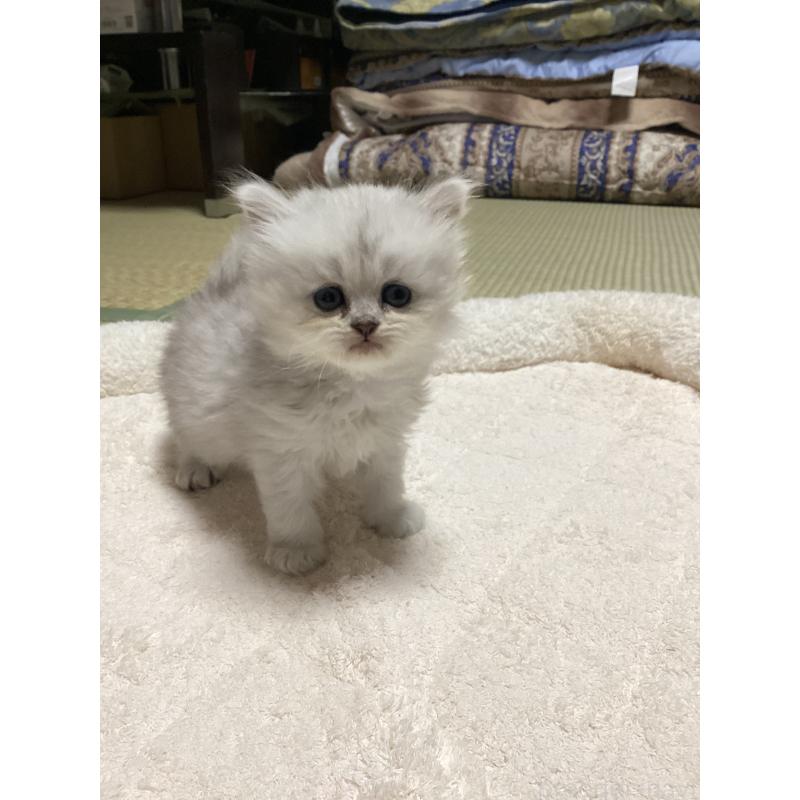 販売中の宮城県のペルシャ(チンチラ)-135361の2枚目