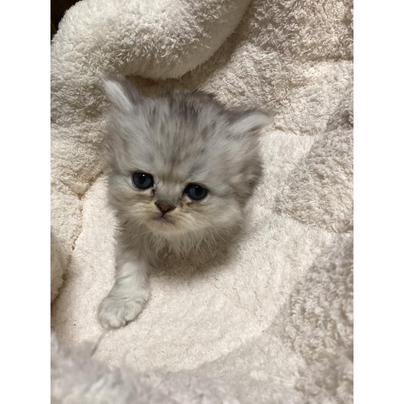 販売中の宮城県のペルシャ(チンチラ)-135362の8枚目
