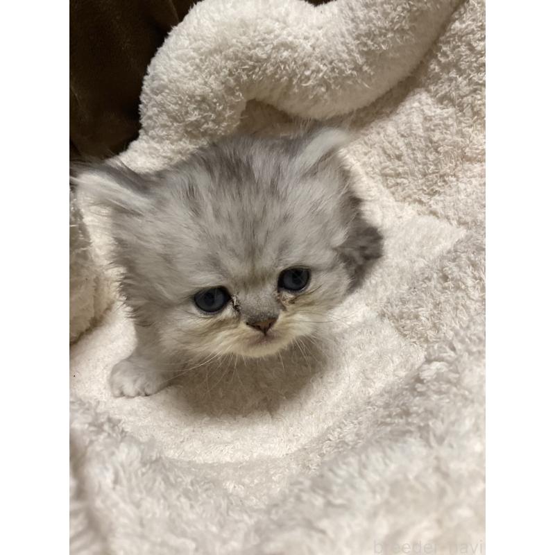 販売中の宮城県のペルシャ(チンチラ)-135362の7枚目