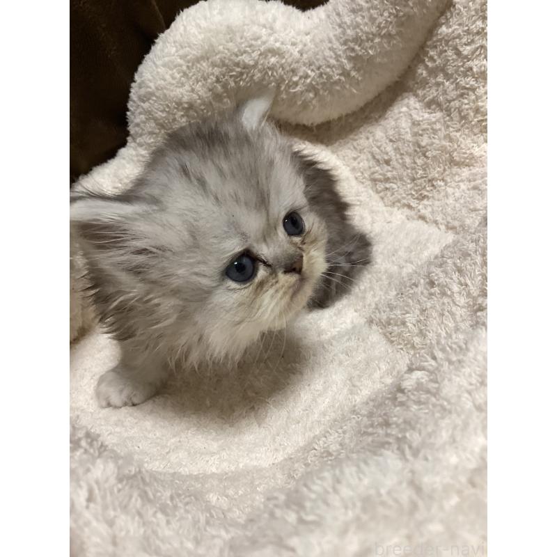 販売中の宮城県のペルシャ(チンチラ)-135362の5枚目