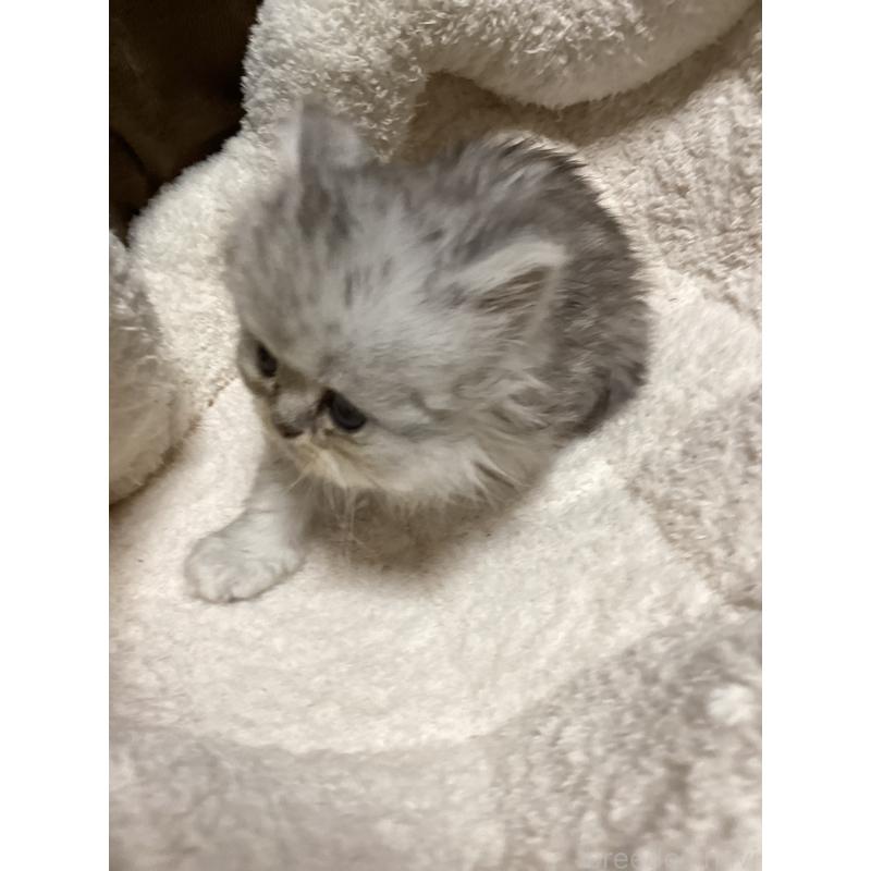 販売中の宮城県のペルシャ(チンチラ)-135362の3枚目