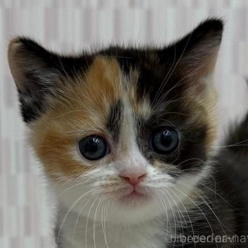 販売中の千葉県のマンチカン-135364