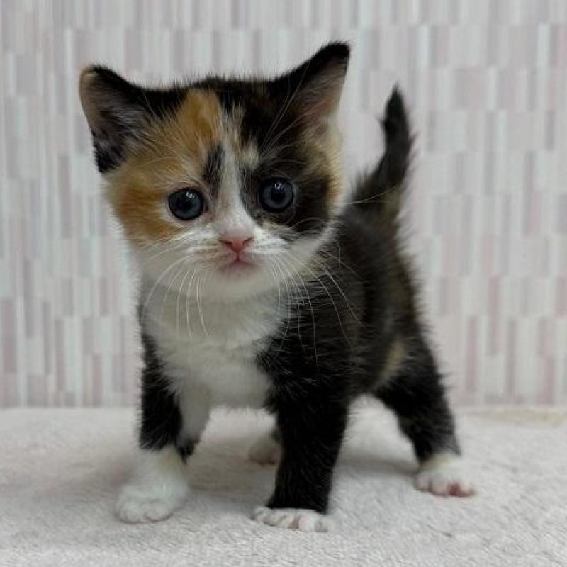 販売中の千葉県のマンチカン-135364の3枚目