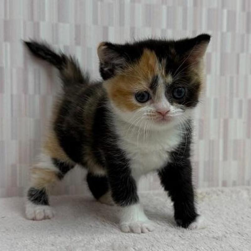 販売中の千葉県のマンチカン-135364の2枚目