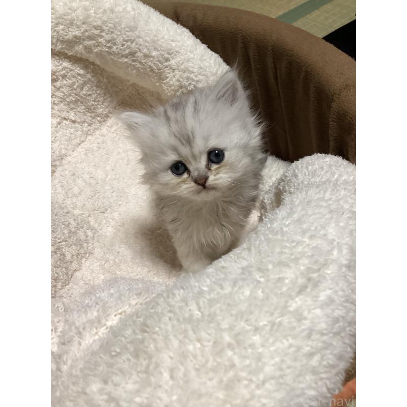 販売中の宮城県のペルシャ(チンチラ)-135363の10枚目