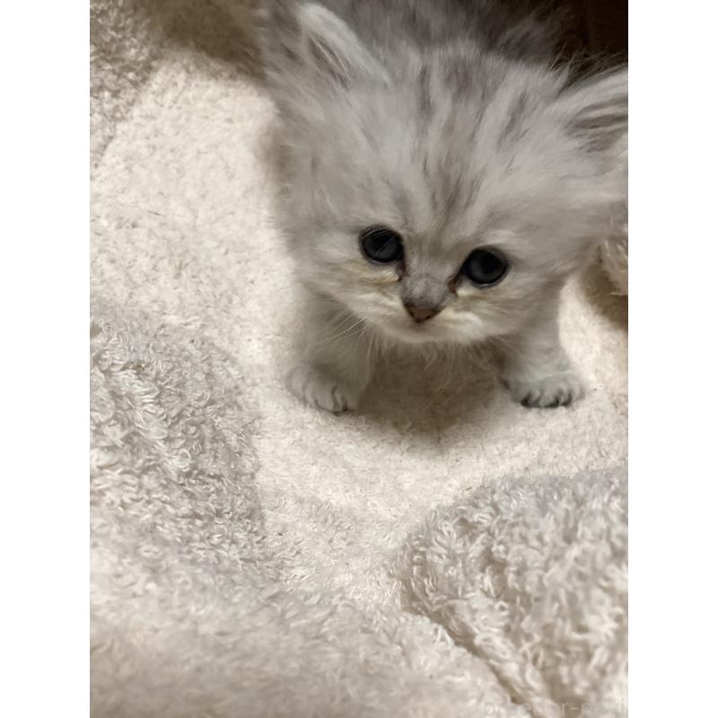 販売中の宮城県のペルシャ(チンチラ)-135363の9枚目