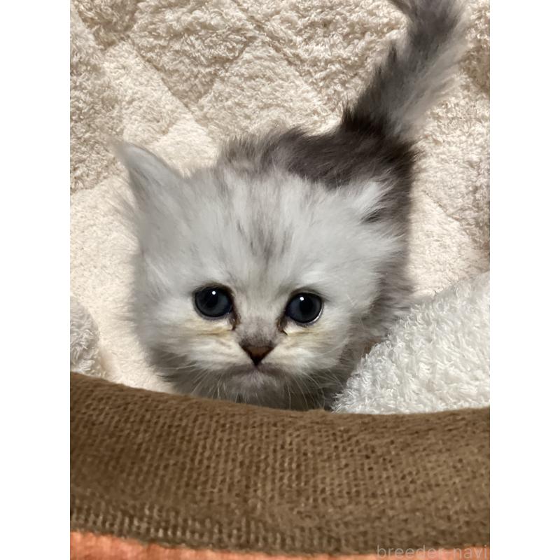 販売中の宮城県のペルシャ(チンチラ)-135363の8枚目