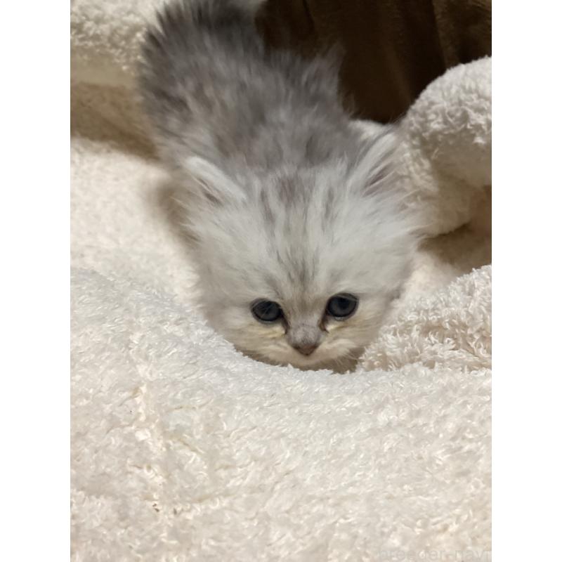 販売中の宮城県のペルシャ(チンチラ)-135363の7枚目