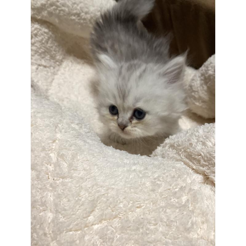 販売中の宮城県のペルシャ(チンチラ)-135363の4枚目