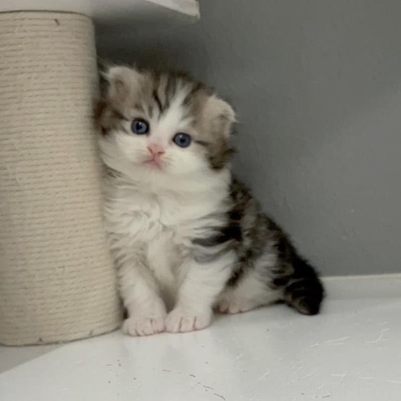 販売中の福岡県のマンチカン-135365の6枚目