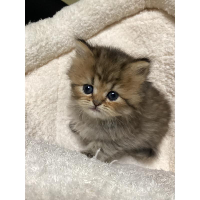 販売中の宮城県のペルシャ(チンチラ)-135366の11枚目