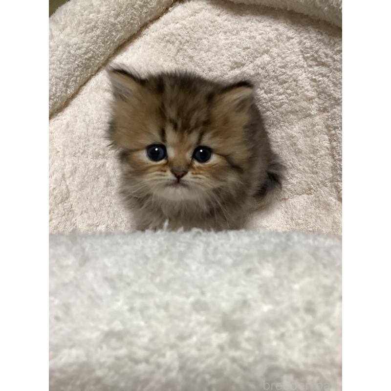 販売中の宮城県のペルシャ(チンチラ)-135366の10枚目