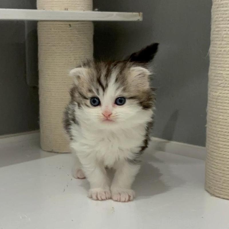 販売中の福岡県のマンチカン-135365の5枚目