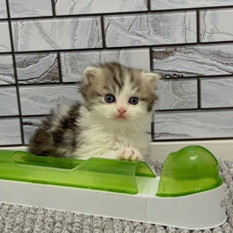 販売中の福岡県のマンチカン-135365の4枚目