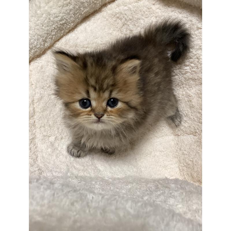 販売中の宮城県のペルシャ(チンチラ)-135366の5枚目